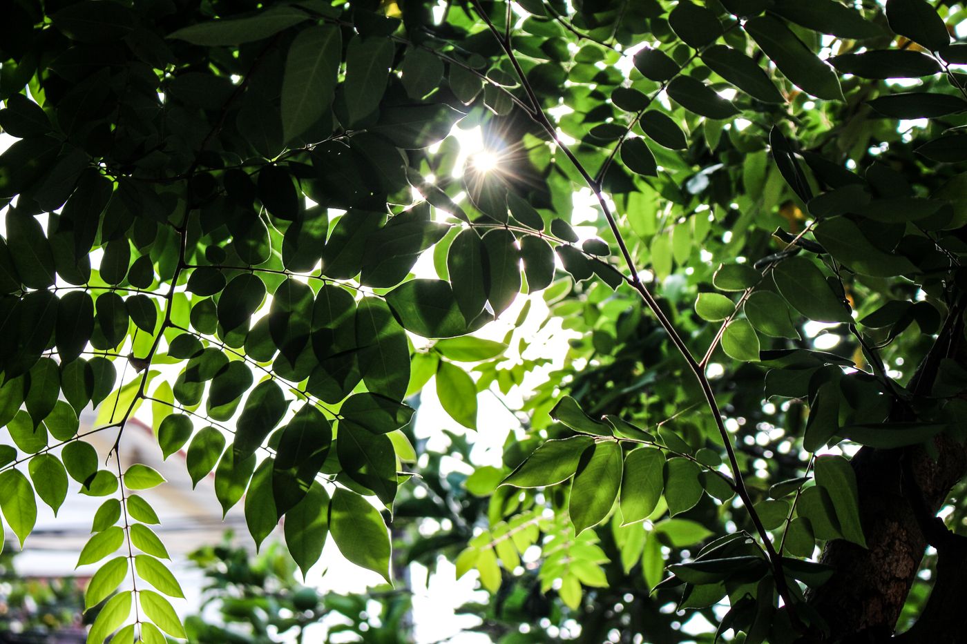 Luz natural entre hojas verdes